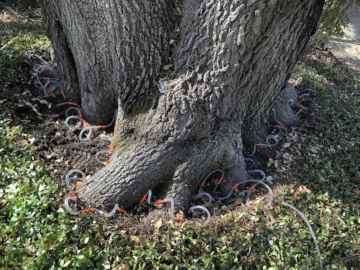 Detailed Tree Cabling and Bracing job site in Covington